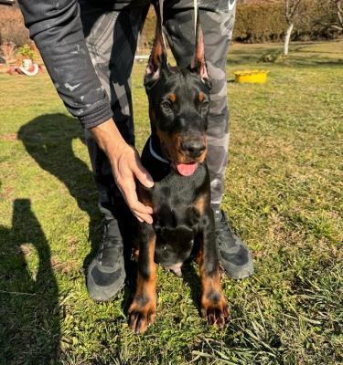 Doberman - Vienna Dogs, Puppies