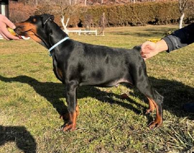 Doberman - Vienna Dogs, Puppies