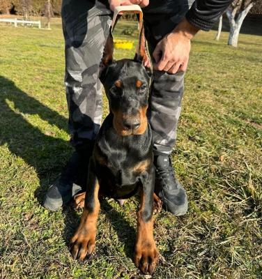 Doberman - Vienna Dogs, Puppies