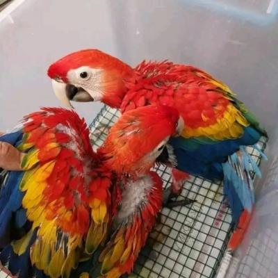 Magnificient Macaw parrots - Brisbane Birds