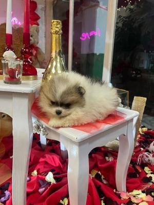 Pomeranian puppies - Vienna Dogs, Puppies