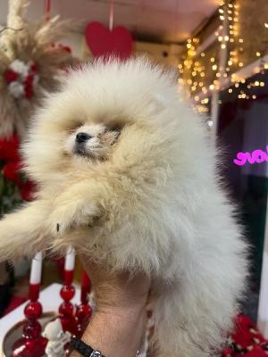 Pomeranian puppies - Vienna Dogs, Puppies