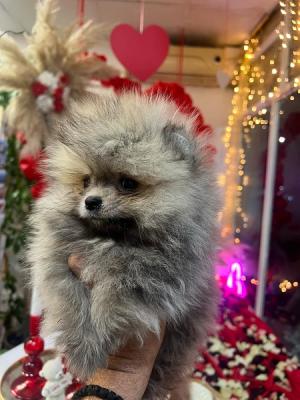 Pomeranian puppies - Vienna Dogs, Puppies