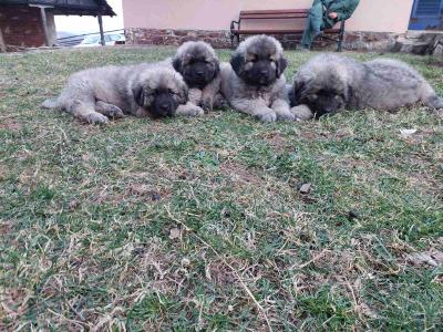 Caucasian shepherds - Vienna Dogs, Puppies