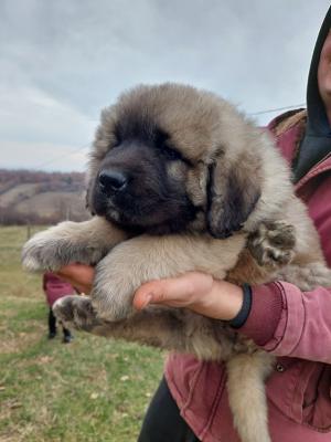 Caucasian shepherds - Vienna Dogs, Puppies