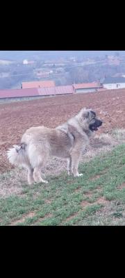 Caucasian shepherds - Vienna Dogs, Puppies