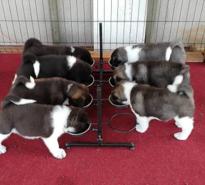 American Akita puppies - Brussels Animal, Pet Services