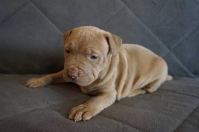 Pitbull Terrier Welpen - Vienna Dogs, Puppies