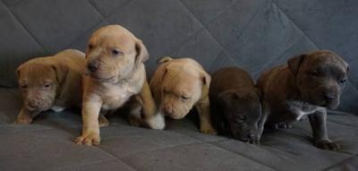 Pitbull Terrier Welpen - Vienna Dogs, Puppies