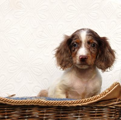 Long haired Dachshund - Vienna Dogs, Puppies