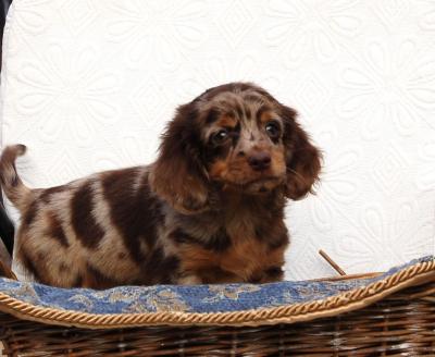 Long haired Dachshund - Vienna Dogs, Puppies