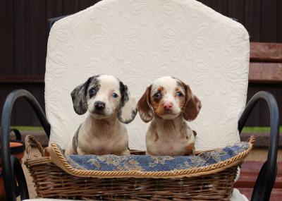 Long haired Dachshund - Vienna Dogs, Puppies