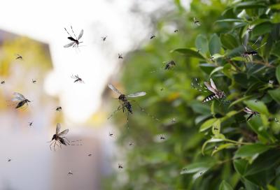 Mosquito Control in Memphis TN 