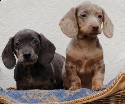 Dachshunds - Vienna Dogs, Puppies