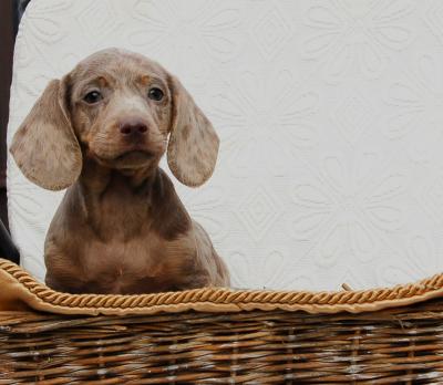 Dachshunds - Vienna Dogs, Puppies