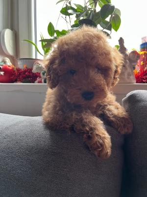 MINI POODLE - Vienna Dogs, Puppies