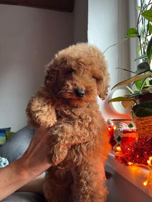 MINI POODLE - Vienna Dogs, Puppies