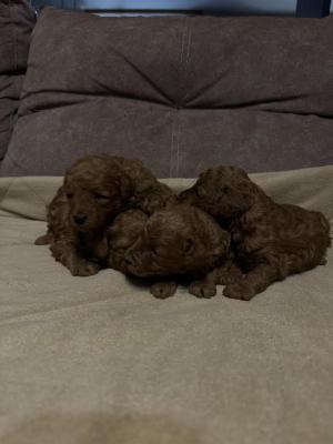 Poodle - Vienna Dogs, Puppies