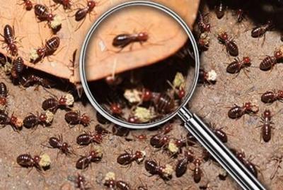 Termite Protection Canberra – Safeguard Your Property from Termites