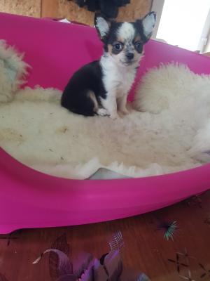 Mini chihuahuas - Vienna Dogs, Puppies