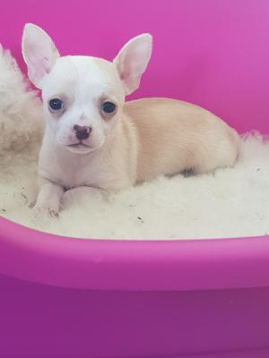 Mini chihuahuas - Vienna Dogs, Puppies