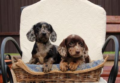 Dackelwelpen langes Haar - Zurich Dogs, Puppies