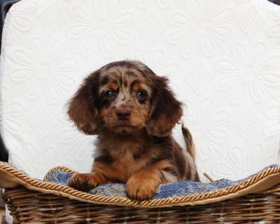 Dackelwelpen langes Haar - Zurich Dogs, Puppies