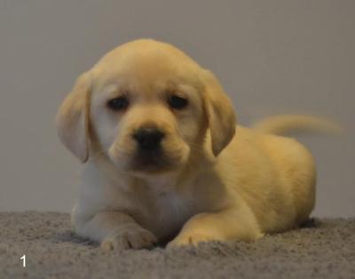 Labrador Retriever - Vienna Dogs, Puppies