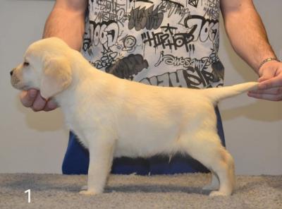 Labrador Retriever - Vienna Dogs, Puppies