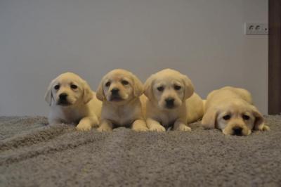 Labrador Retriever - Vienna Dogs, Puppies