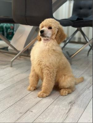 Standard poodle puppies - Vienna Dogs, Puppies