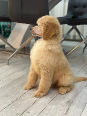 Standard poodle puppies - Vienna Dogs, Puppies