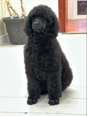 Standard poodle puppies - Vienna Dogs, Puppies