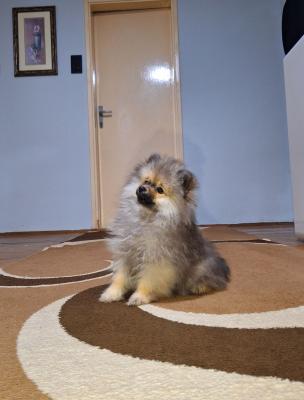 Pomeranian Spitz puppy - Vienna Dogs, Puppies