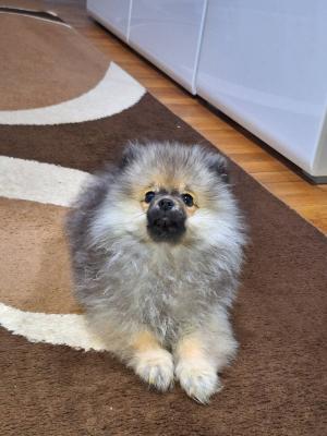 Pomeranian Spitz puppy - Vienna Dogs, Puppies