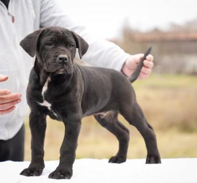 Cane Corso puppies