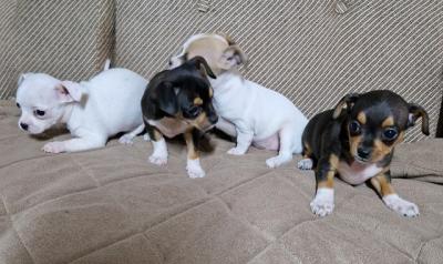 Chihuahua, beautiful puppies - Vienna Dogs, Puppies