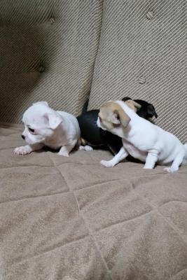 Chihuahua, beautiful puppies - Vienna Dogs, Puppies