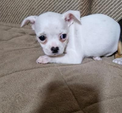 Chihuahua, beautiful puppies - Vienna Dogs, Puppies