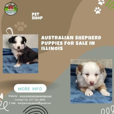 Australian Shepherd Puppies – Your Loyal Companion Awaits