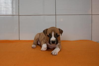 Amerikanischer Staffordshire Terrier - Zurich Dogs, Puppies