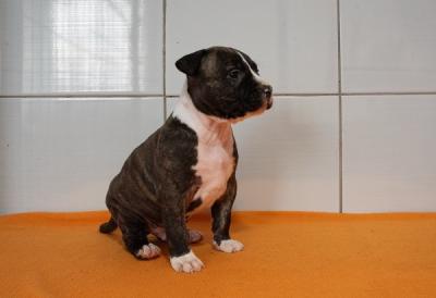 Amerikanischer Staffordshire Terrier - Zurich Dogs, Puppies