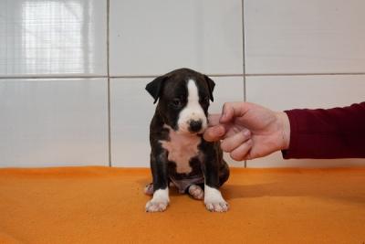 Amerikanischer Staffordshire Terrier - Zurich Dogs, Puppies