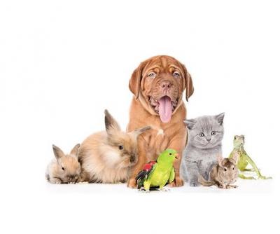 Pet Shipping Experts – Airborne Animals LLC