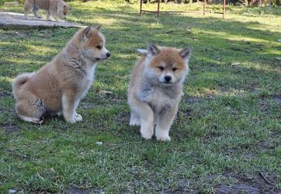 Japanese Akita - Vienna Dogs, Puppies