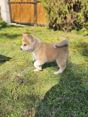 Japanese Akita - Vienna Dogs, Puppies