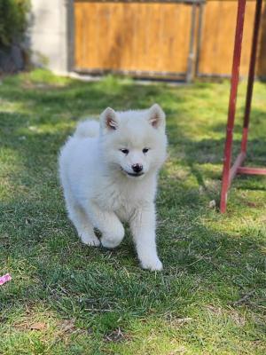 Japanese Akita - Vienna Dogs, Puppies