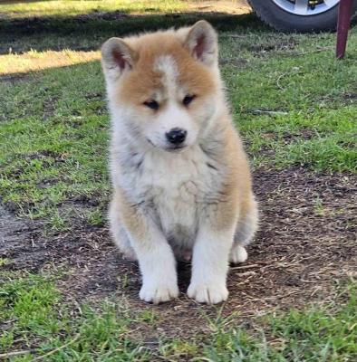 Japanese Akita - Vienna Dogs, Puppies