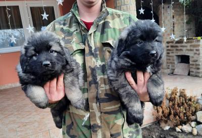 Yugoslav Shepherd Dog - Vienna Dogs, Puppies