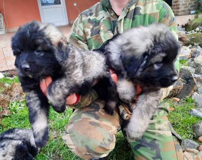 Yugoslav Shepherd Dog - Vienna Dogs, Puppies